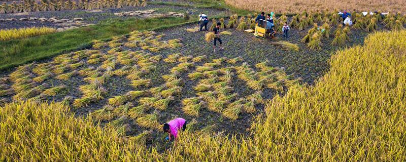 谷子怎么脱壳（谷子怎么脱壳原理）
