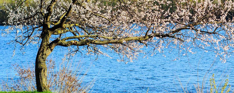 杏树流胶病怎么什么时候治疗好 杏树流胶病用什么药防治