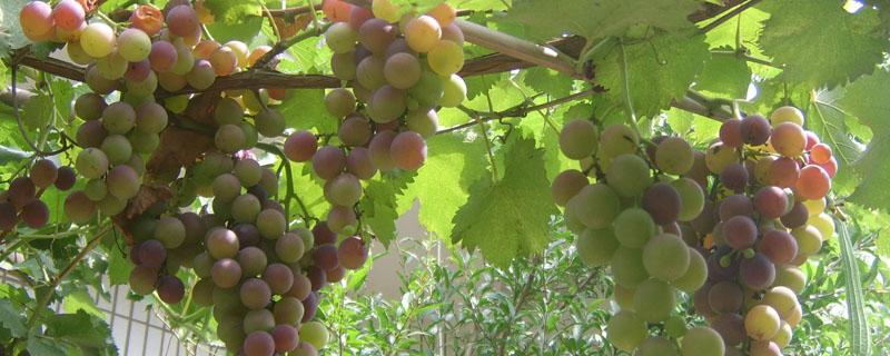 葡萄从结果到成熟需要多久 葡萄多少时间成熟