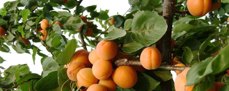 杏树和桃树能栽在一起吗 核桃树和杏树能在一起种吗