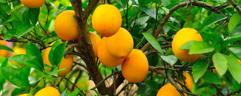 脐橙叶子发黄怎么回事 脐橙叶脉发黄是什么原因