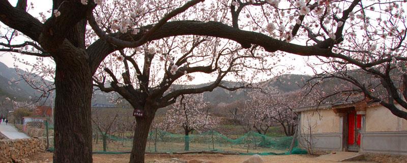 杏树流胶病怎么治 杏树流胶病用什么药好