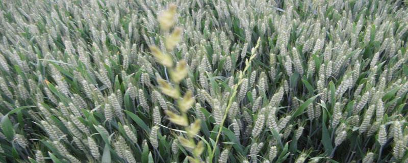 小麦底肥配比 小麦底肥怎么配比合理