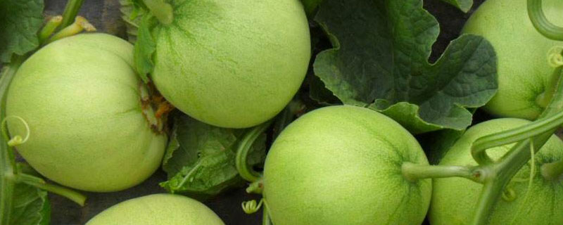 香瓜多少天成熟 香瓜种植到成熟期一共多少天
