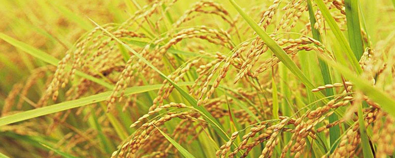 水稻靠什么增产 水稻怎么才能高产