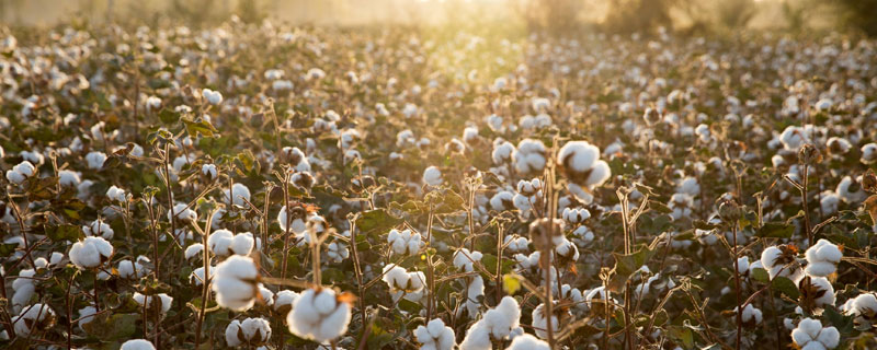 棉花枯萎病菌菌落特征 棉花枯萎病是由什么菌引起的?