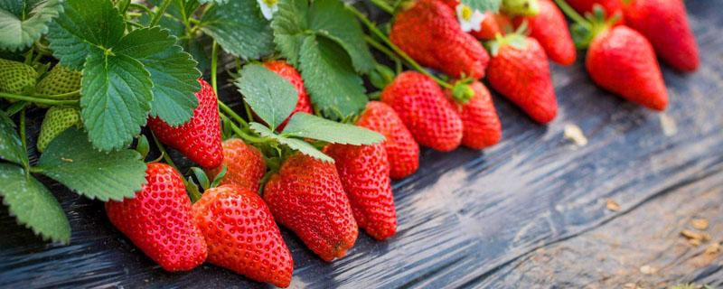 草莓冷冻苗好处和坏处
