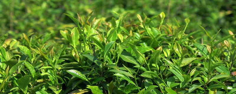 茶树每亩栽多少株（一亩茶园种多少株茶树）