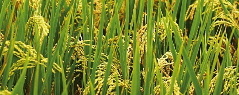 水稻靠什么传播花粉（玉米水稻等植物靠什么传播花粉）