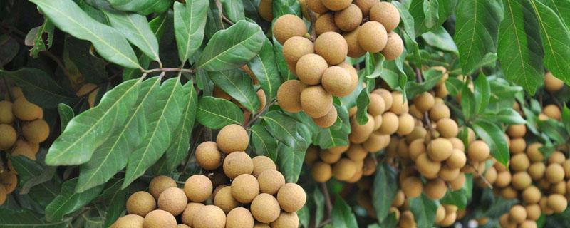 龙眼肉是桂圆肉吗（龙眼肉是桂圆肉吗?）