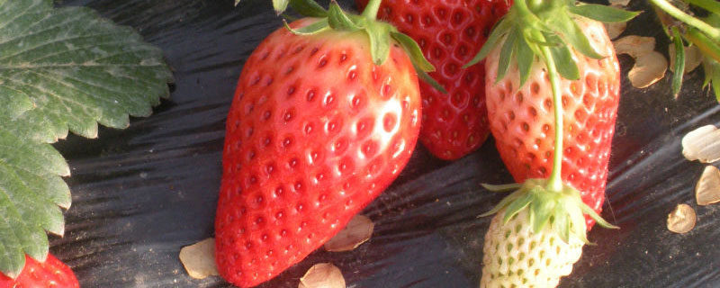 草莓没成熟的时候是什么颜色的 草莓没有成熟的时候是什么颜色
