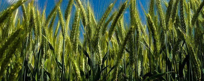 小麦从发芽到成熟的过程 小麦从发芽到成熟的过程怎么画