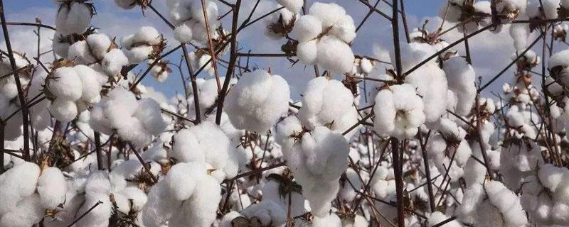 棉花采摘时间 棉花什么季节采摘