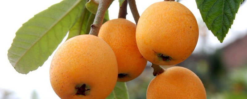 枇杷新叶和老叶的区别（老枇杷叶和新枇杷叶区别）