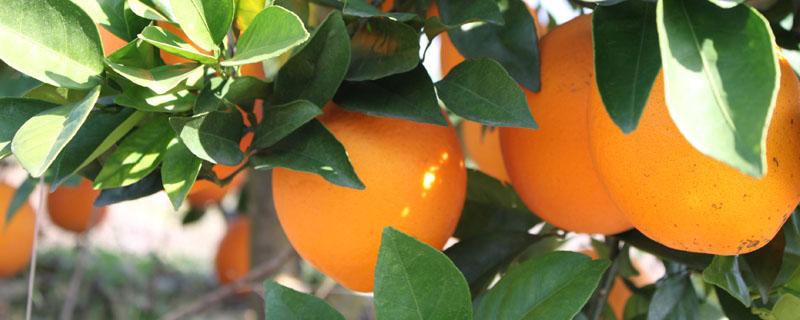 脐橙苗种植技术与管理 脐橙苗种植方法