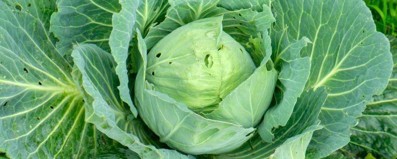 硝酸铵钙使用禁忌（硝酸铵钙使用禁忌表）