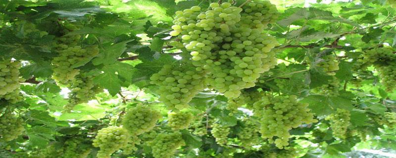 吐鲁番地区的葡萄什么时候成熟 吐鲁番葡萄成熟期