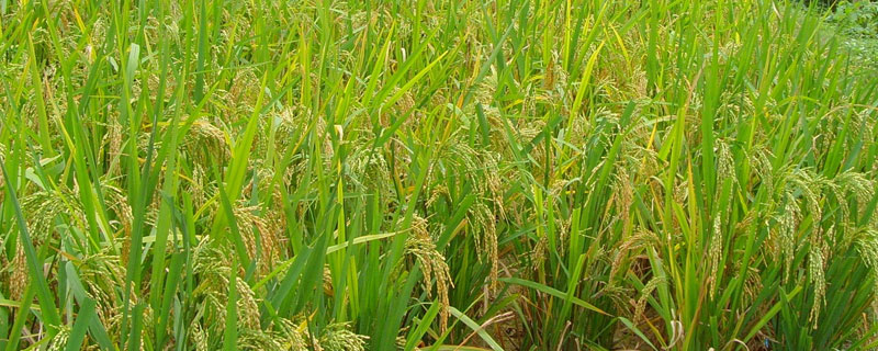 中国近5年水稻产量（中国 水稻 产量）