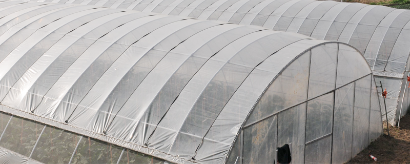 四亩地的温室大棚造价多少（两亩地温室大棚投资多少钱）