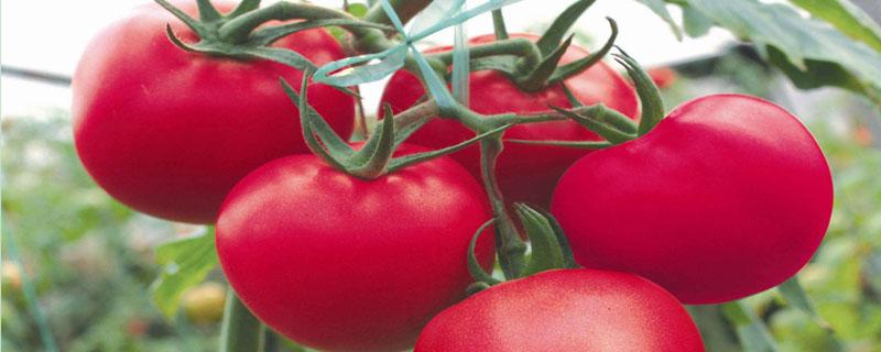 西红柿的密度大还是辣椒的密度大（西红柿和辣椒哪个密度大）