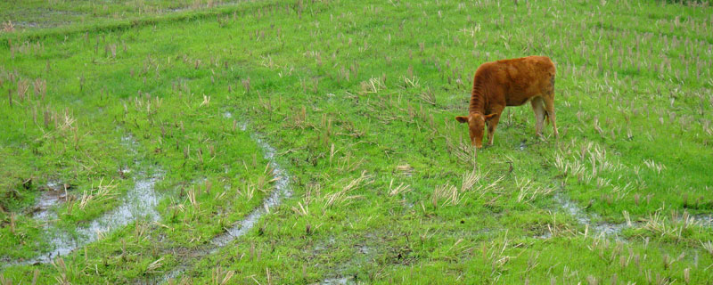 水田牛毛毡的特效药（水稻田牛毛毡用什么药）