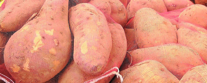 新品种红薯亩产超万斤 亩产万斤的红薯品种