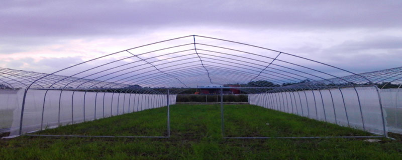 温室大棚造价是多少（温室大棚造价明细）