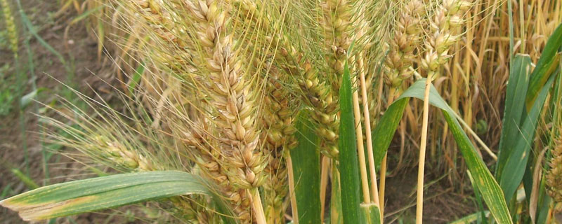 干热风对小麦危害的关键时期是 干热风对小麦危害的关键时期是什么