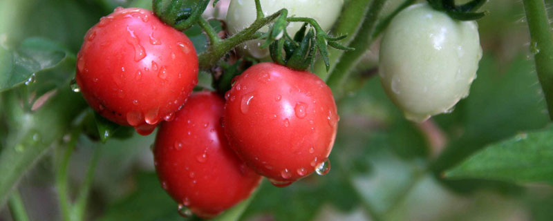 西红柿怎么搭配肥膨果快 西红柿膨果怎样施肥