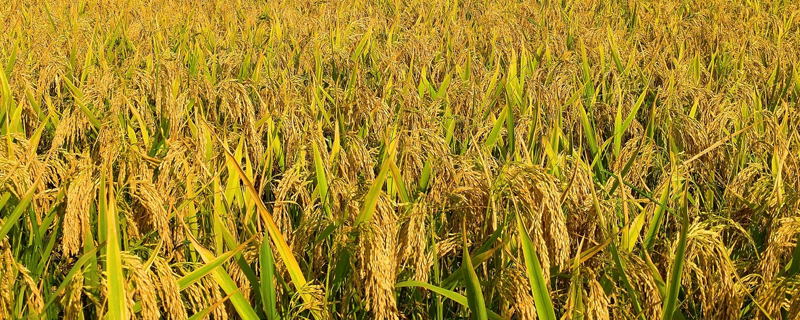 江南地区水稻栽培技术 江南地区水稻栽培技术的一部农书