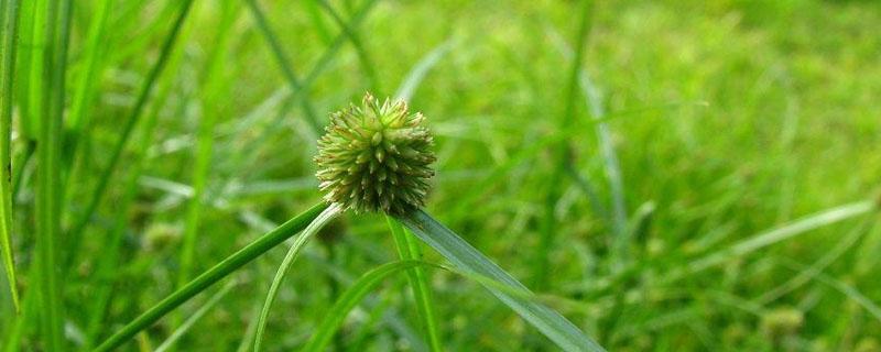 红薯地香附子除草剂 菜地香附子除草剂