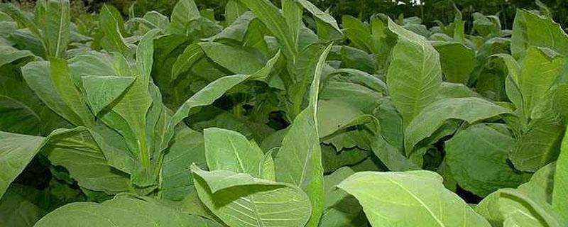 氯化胆碱对植物的作用 氯化胆碱对植物副作用