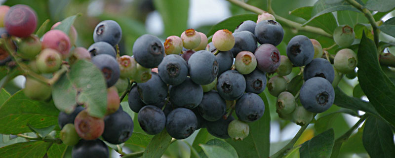 适合北方种植的蓝莓品种（适合在北方种植的蓝莓品种）