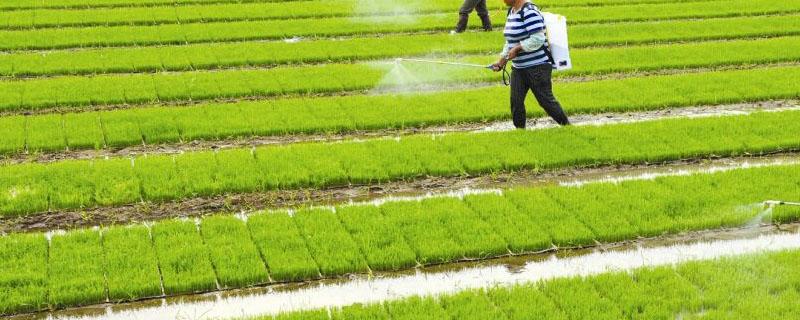 水稻药害用什么解药 水稻解药害什么药效果最好