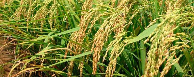 什么是中国最早栽培的（什么是我国最早栽培的）