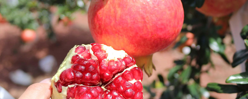 开阳那里有软籽石榴苗（大红软籽石榴树苗哪里有?）