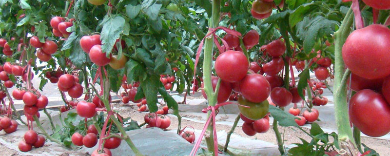 越夏西红柿种植时间 西红柿越夏栽培技术