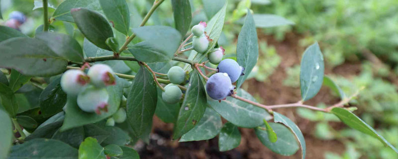 蓝莓能放多久（新鲜蓝莓能放多久）