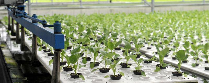 无土什么 无土什么意思