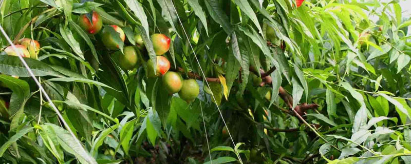 主干型桃树的种植密度（主干形桃树栽培密度）