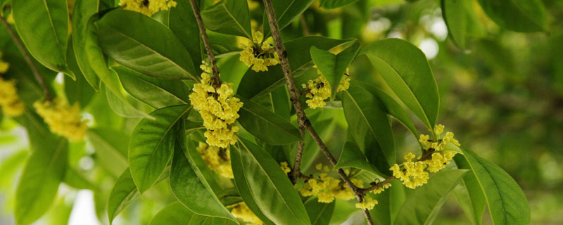 到哪里找卖桂花树的苗木经纪人（哪里出售桂花树）