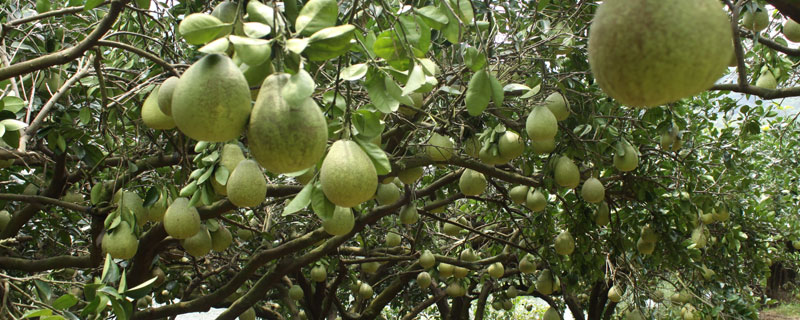果树流胶病土办法 治果树流胶病用什么农药最好