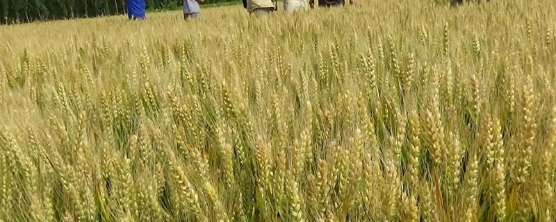 禾丰三号小麦亩产多少 禾丰3号麦种多少钱一斤