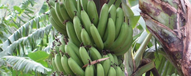 中蕉9号香蕉品种 中蕉9号香蕉品种图片