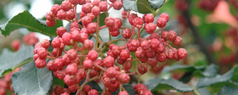 花椒树流胶病特效药（花椒树流胶病用什么药物治疗）