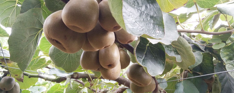 猕猴桃是什么季节的水果 猕猴桃是什么季节的水果?