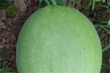 白兰瓜（白兰瓜雪糕）