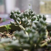 七宝树 七宝树图片