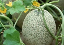 白兰瓜百科 白兰瓜的种类