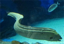 海鳗百科（海鳗百度百科）
